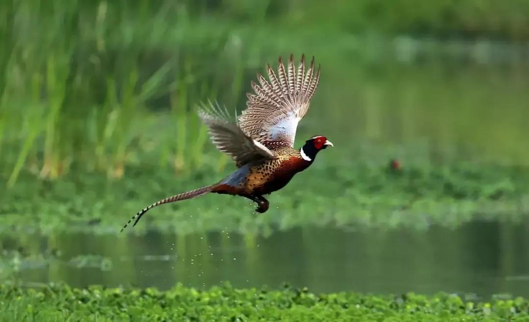 奇妙的地球之腎&mdash;&mdash;濕地資源